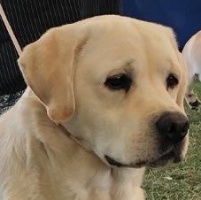 AM MULTI BISS GCH ENG SH CH FARNFIELD TOPO GIGIO JW SHCM (Gino)