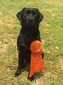 Redmark Grace of Austin SH (Gracie)