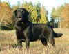 AM GCH CH CAN/UKC CH Poplar Forest Play It Again Sam MH (12) MHU CDX UD RE