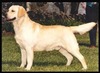 CH Langshott Gale Force From KimValley (UK Import)