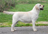 ENG SH CH Kimvalley Star Attraction of Farnfield JW SH CM Top Lab 2010 & 2011