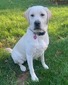 Downriver Blue Bonnet (Bonnie)