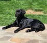 Downriver Clyde (Kobe) - 1 year old Gino son from Gracies litter last year is ready to go home as a started gun dog.  He has spent the last year with our training partner, Upriver Retrievers learning all about birds.   Clyde has been Sold!